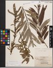 Foto von Salix cinerea L. x Salix viminalis L.